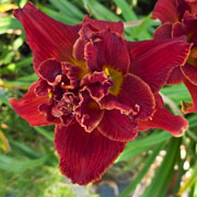 Double Scarlet Diamonds Daylily